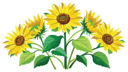 Watercolor Sunflowers with Green Leaves Vector Illustration on white background.