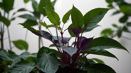 purple and green