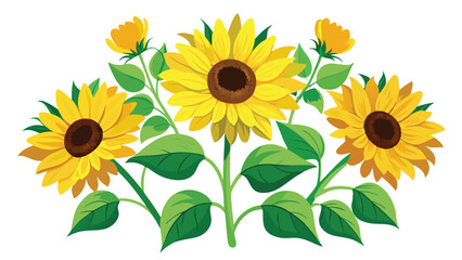 Watercolor Sunflowers with Green Leaves Vector Illustration on white background.