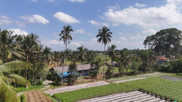 Bali landscape with rice field, palms and Bayan Ancient Tree, Indonesia.