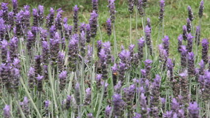 Arbusto de lavanda