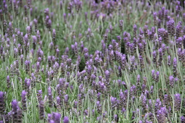 Obraz premium Arbusto de lavanda