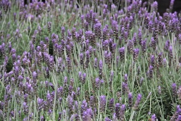 Naklejka premium Arbusto de lavanda