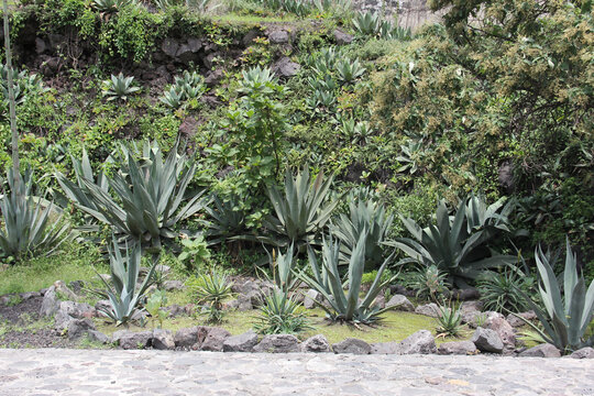 Agave, Maguey, Cact&aacute;ceas, Nopal