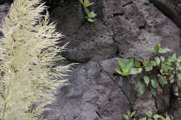 Hierba de Pampa gass blanca, pared de rocas