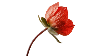 A single red flower with a stem. The flower is the main focus of the image. The flower is in the center of the image and is surrounded by a white background