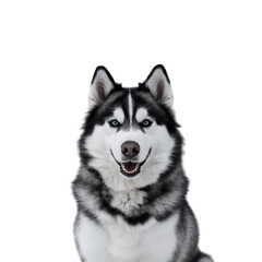 Husky dog on isolated on transparent background