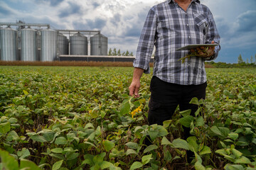 Unrecognizable man with digital tablet on soybean field, with silos in the back  © phoenix021