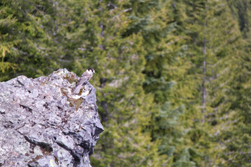 Grey Jay Canada Jay Bird Sitting on Rocks