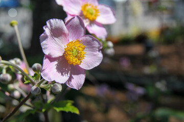 Japanese Anemone Purple Pink Flower