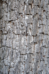 The eastern American black walnut tree trunk. Juglans nigra bark detail.