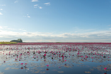 Fototapeta premium Calming nature view of Red Lotus Lake Kumphawapi in Udon Thani, northeast of Thailand