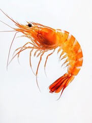 Shrimp isolated on white background