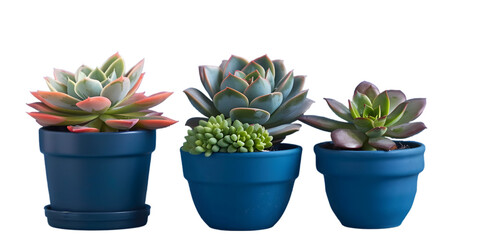 Obraz premium Trio of Succulents in Colorful Pots on Transparent Background