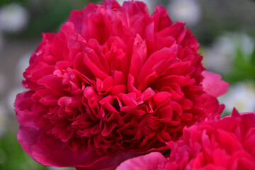 peony Command Performance, double bomb-shaped flowers with heavenly-angelic red-raspberry color
