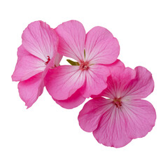 Flower of Geranium isolated on transparent background - PNG format.