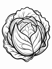 Cabbage line art vector  illustration 