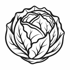 Cabbage line art vector  illustration 
