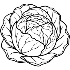 Cabbage line art vector  illustration 