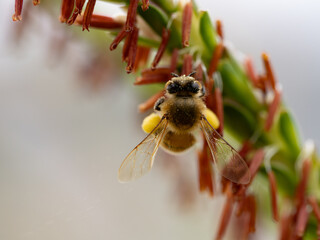 Close Up of a Honey Bee Gathering Pollen from a Big Bluestream Flower
