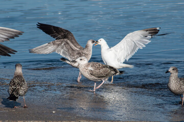 Seagulls fighting over a piece of fish on the shore at the fishing dock.