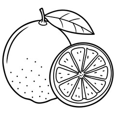  Line art of a lime vector illustration 
