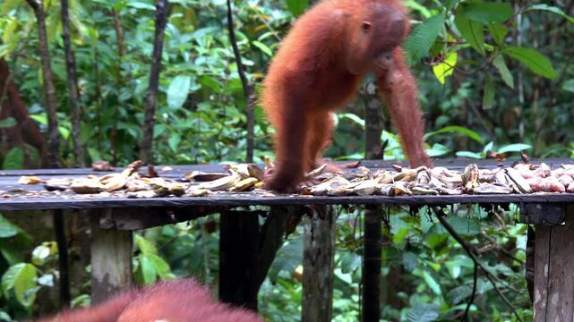 Orangutan takes food from feeding station as youthful orangutan watches.