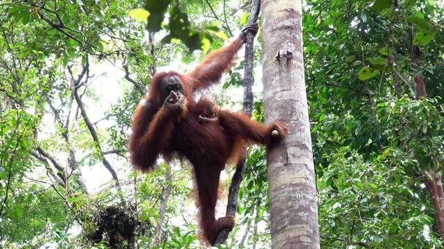 Orangutan eats while hanging from vine.