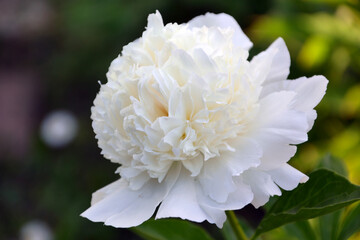 peony Lancaster Imp, white, white-cream, macro, close-up
