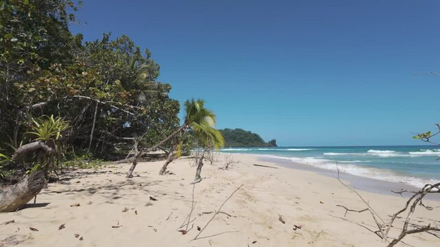 Remote, sandy beach with palm trees and clear waters on Bastimentos Island, Panama