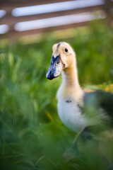 young ducks on the farm in fresh green grass