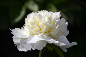 peony Lancaster Imp, white, white-cream, macro, close-up
