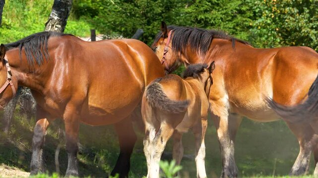 A close-up of a family of brown horses, including a foal, standing close together in a sunny meadow with green trees in the background