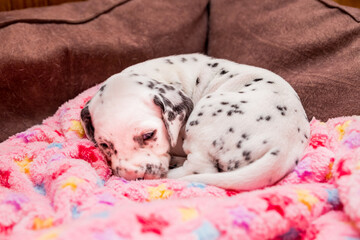 Funny newborn dalmatian puppy sleeps.A cute small dalmatian laying on a soft carpet. Tired animal