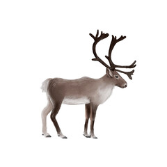 watercolor drawing reindeer, caribou, Christmas deer isolated at white background, hand drawn illustration