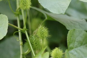 close up of plant