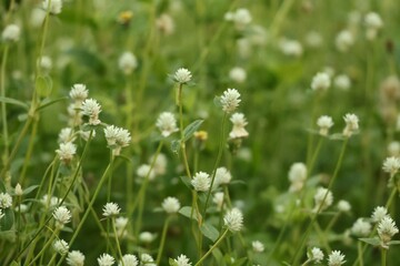 Naklejka premium grass and flowers