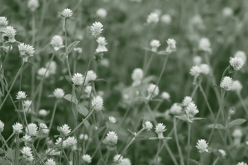 field of dandelions