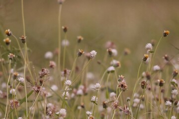 flowers in the field