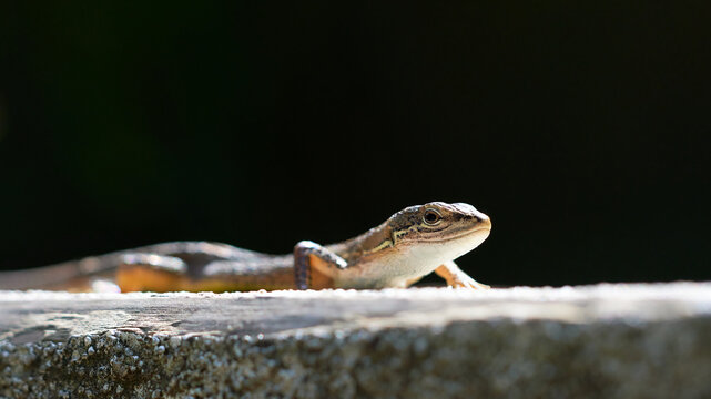 Japanese Grass Lizard