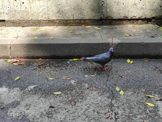 A city pigeon walking on the ground looking for food,Una paloma de la ciudad caminando por el suelo buscando comida 