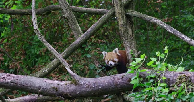 red panda climbing trees