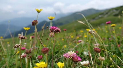Obraz premium Wildflowers in Mountain Meadow