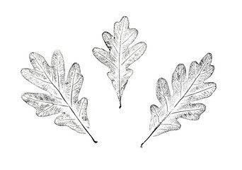 Black and white oak leaves of autumn foliage. Plain leaf sketched art on plain white background.
