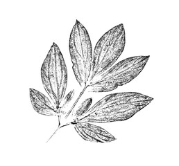 Black and white floral leaves and branch of botanical print. Plain leaf sketched art on plain white background.
