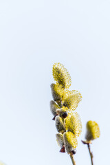 Nature awakes in spring. Blooming willow twigs and furry willow-catkins, so called seals or cats. Holly willow, Salix caprea