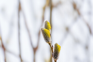 Nature awakes in spring. Blooming willow twigs and furry willow-catkins, so called seals or cats. Holly willow, Salix caprea