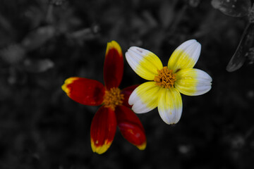 Fototapeta premium Very pretty flowers in a garden in Quebec, Canada