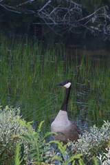 wild goose in a marsh near a Canadian lake in Quebec