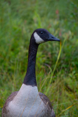 wild goose in a marsh near a Canadian lake in Quebec